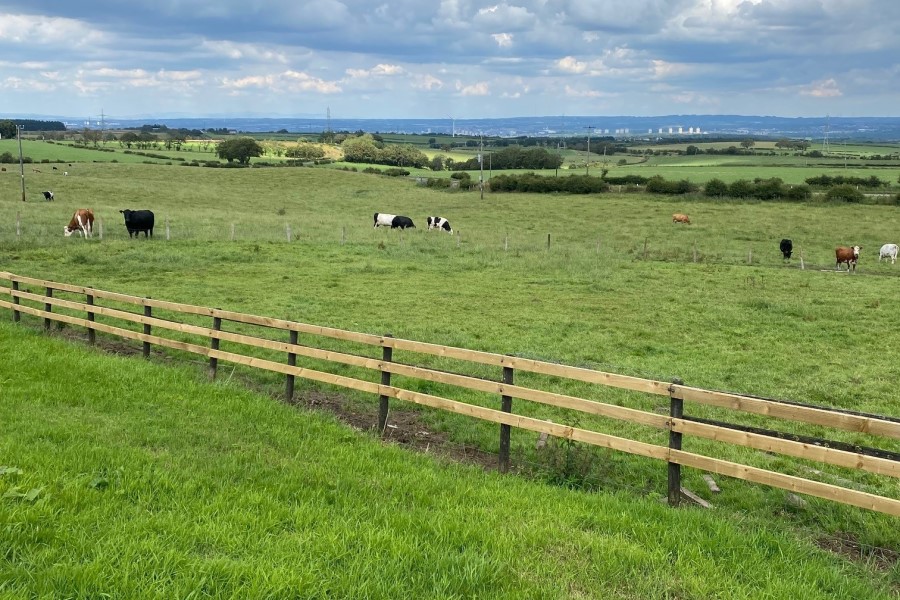 A field with a fence in the foreground and cows behind