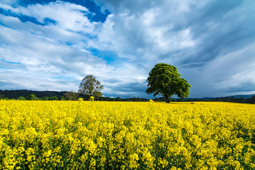 Oil seed rape picture
