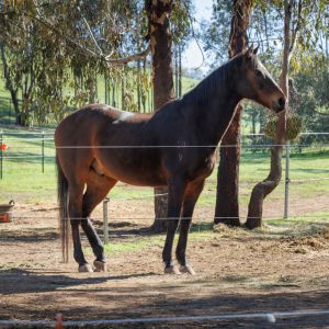 Horse in equestrian facilities at Slate Hill