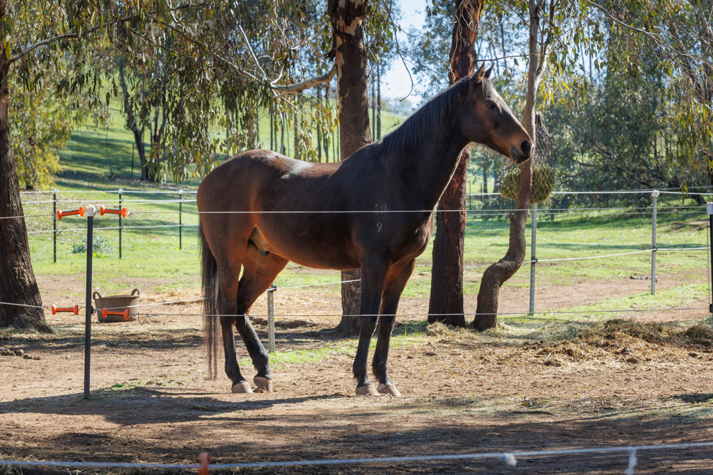 Horse in equestrian facilities at Slate Hill